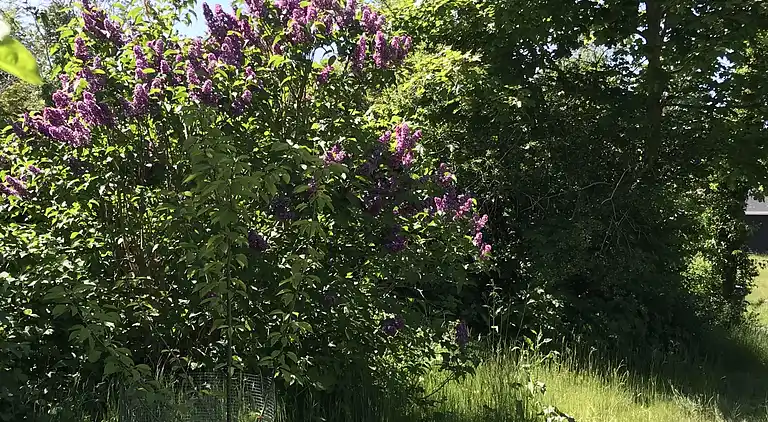 Nyere sommerhus i grønne omgivelser