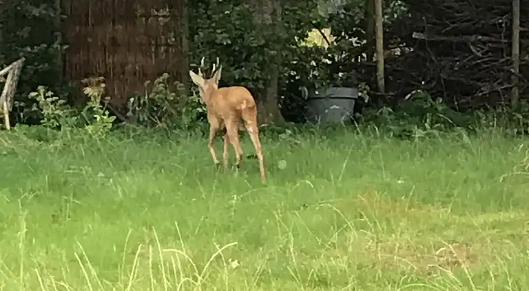 Nyere sommerhus i grønne omgivelser