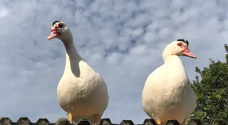Vakantieappartement in een rustige omgeving