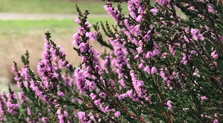 Ferielejlighed i fredelige omgivelser