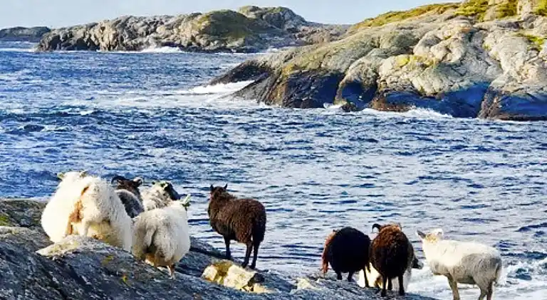 Sommerhus i Hellesøy