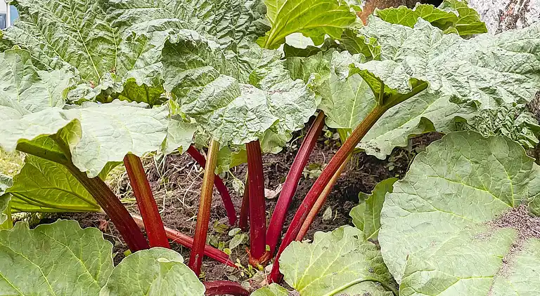 Holiday home in Varberg S