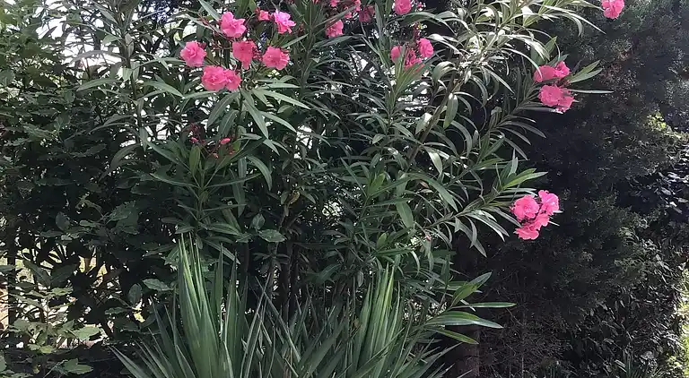 Villa in Languedoc-Roussillon