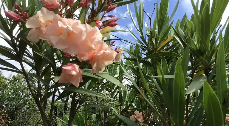 Villa in Languedoc-Roussillon