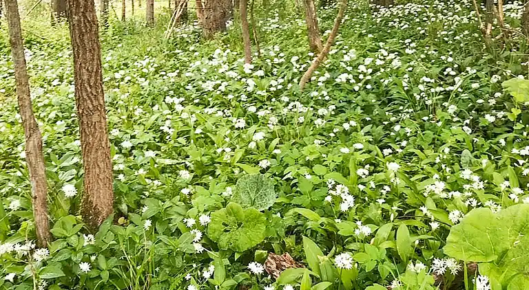 Semesterbostad i Sjöbo