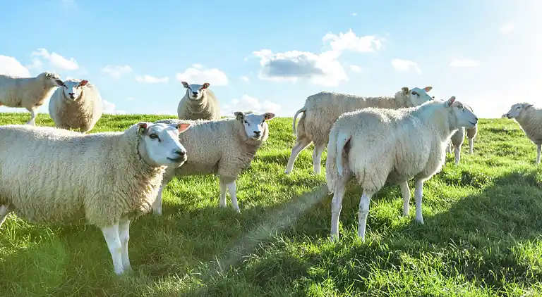 Sommerhus i Finsterwolde