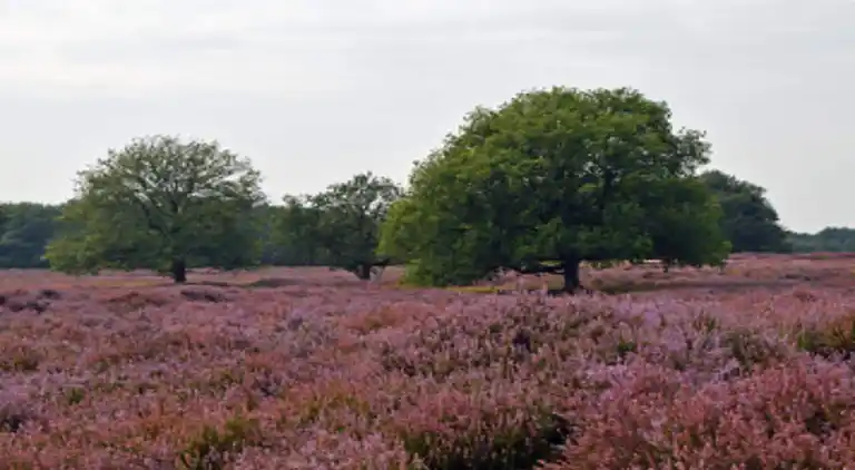 Ferienhaus in Zon en Schild