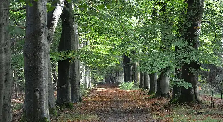 Ferienhaus in Zon en Schild