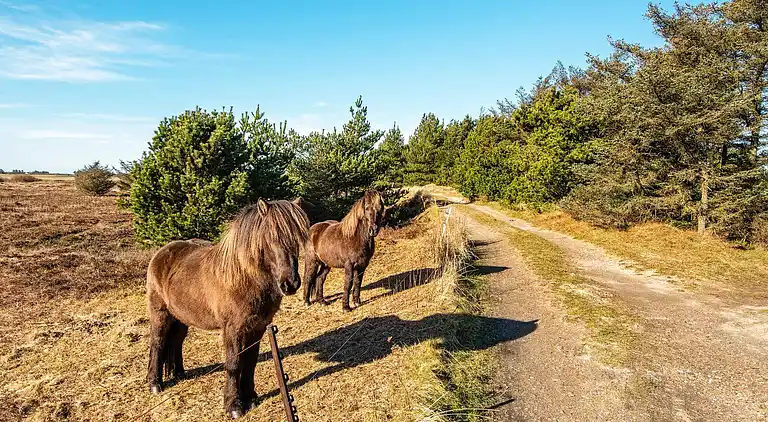 Maison de vacances en Harboøre
