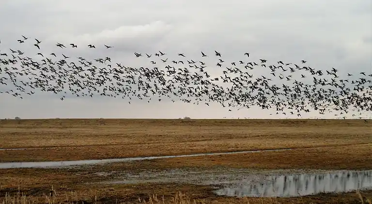 Feriebolig i Lauwersoog