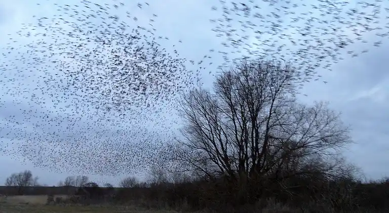 Feriebolig i Lauwersoog