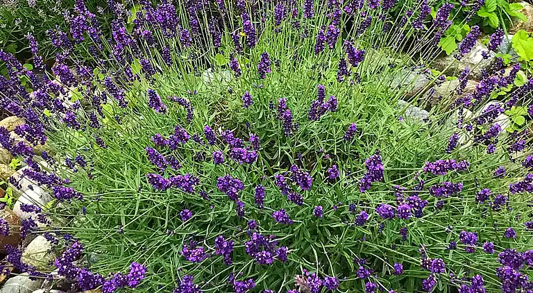 Sommerhus i Levanger