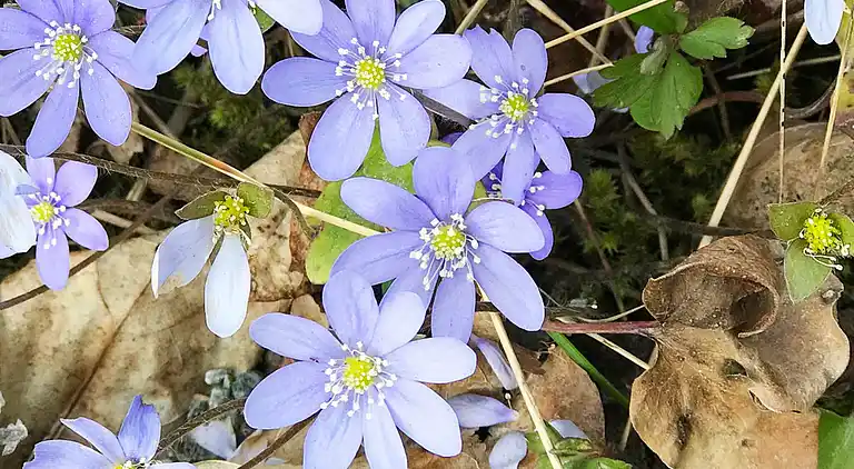Sommerhus i Levanger