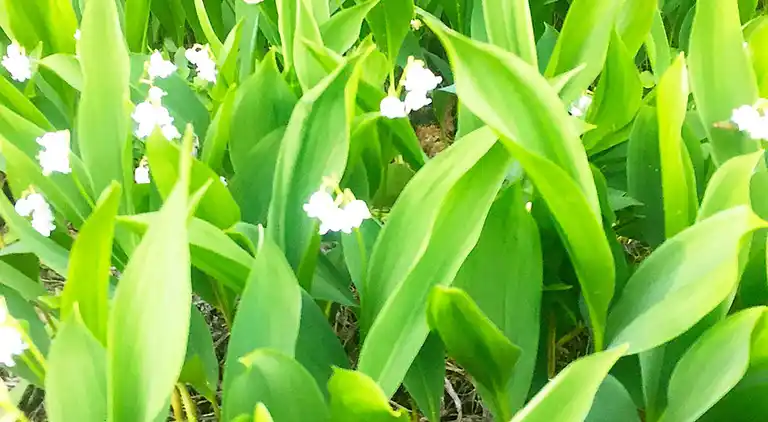 Sommerhus i Levanger