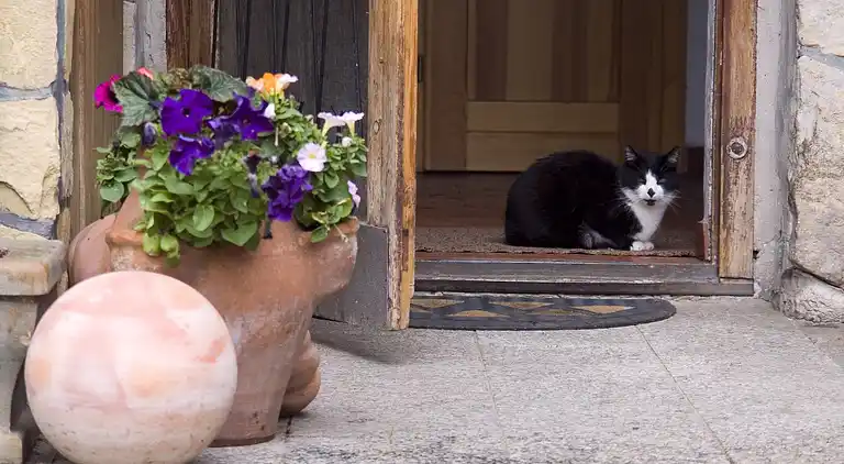 Gårdhus i Schönbrunn