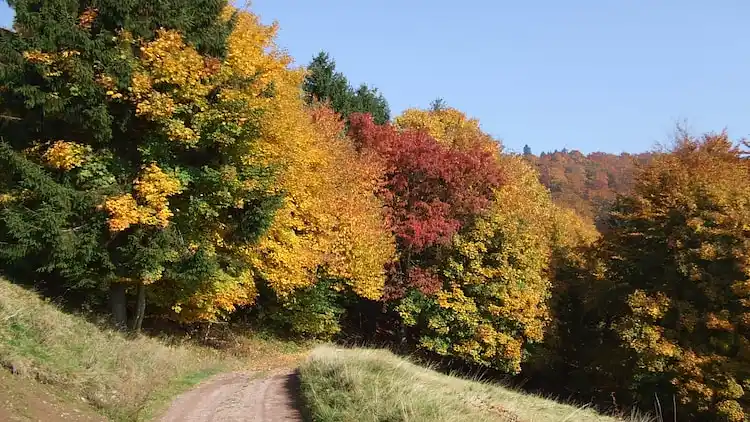 Gårdhus i Schönbrunn