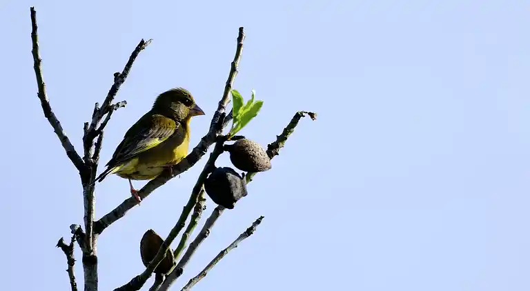 Herrenhaus in Loulé