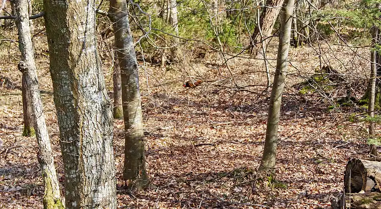 Sommerhus ved Helberskov Strand