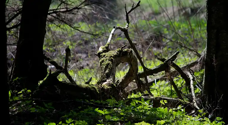 Holiday home in Hasselfelde