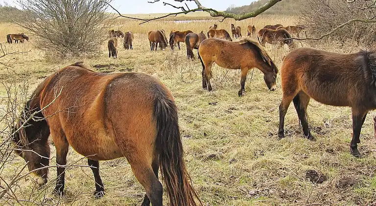 Holiday home in Bagenkop