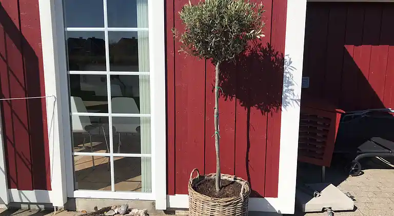 Charmerende rækkehus ved strand, skov og natur 