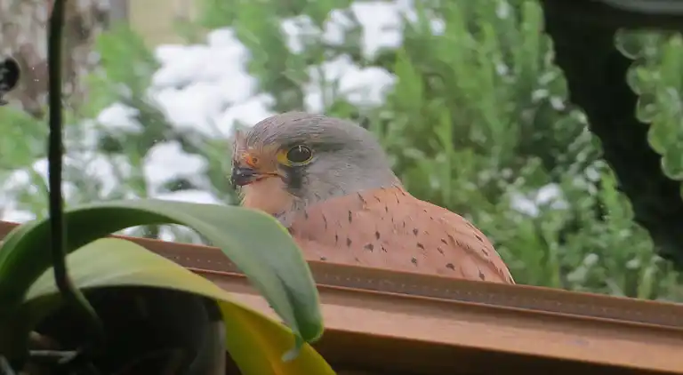 Ferielejlighed i Kühlungsborn