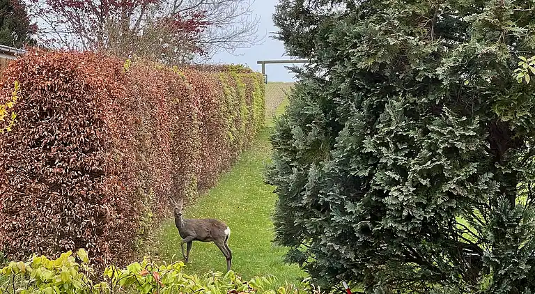Ferienhaus in der 2. Reihe von Enøs Küste