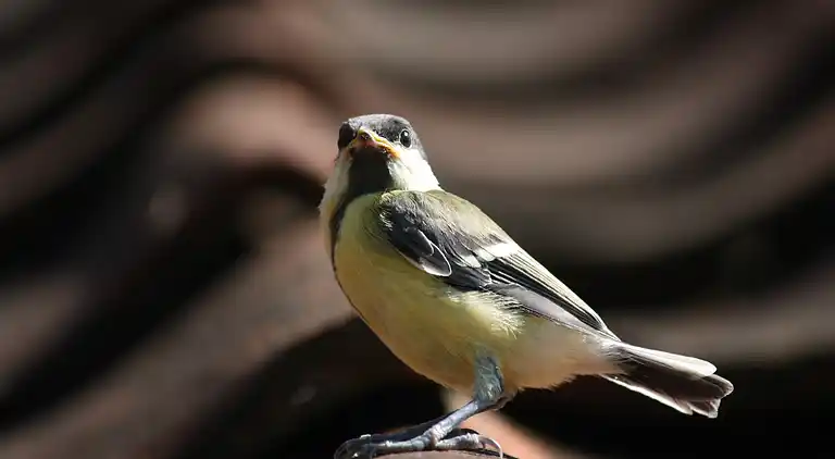 Holiday home in Geesteren