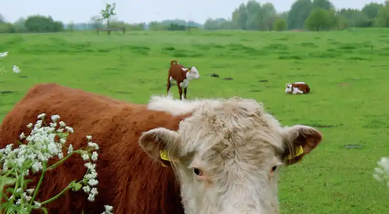 Cottage in Gramsbergen