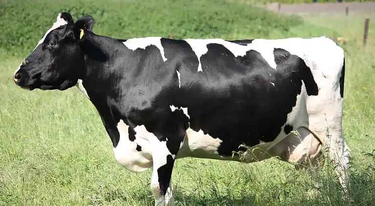 Holiday home in Geesteren