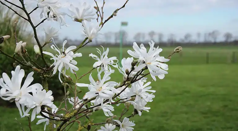 Holiday home in Langweer