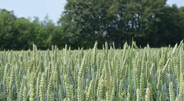 Farm house in Geesteren