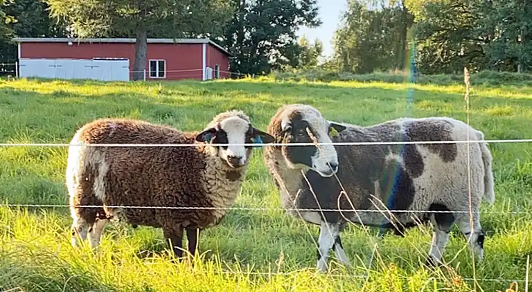 Sommerhus i Holmåkra