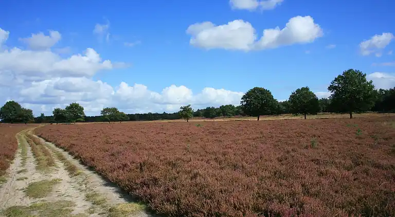 Vakantiehuis in Ermelo