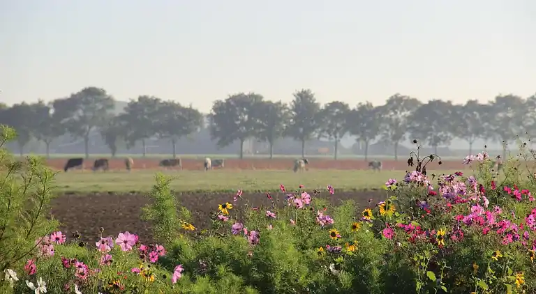 Feriebolig i Hooge Zwaluwe