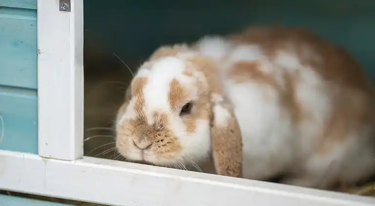 Bungalow in Baltic Sea Germany