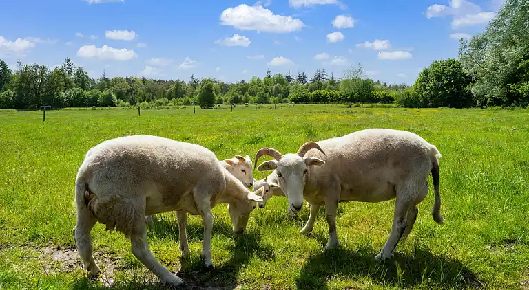 Holiday home in Beilen