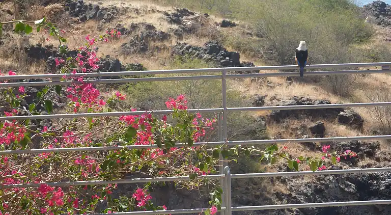 Villa Halcyon Cabo Verde in Strandnähe