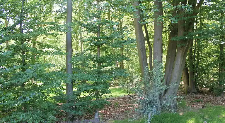 Ferienhaus in Zon en Schild