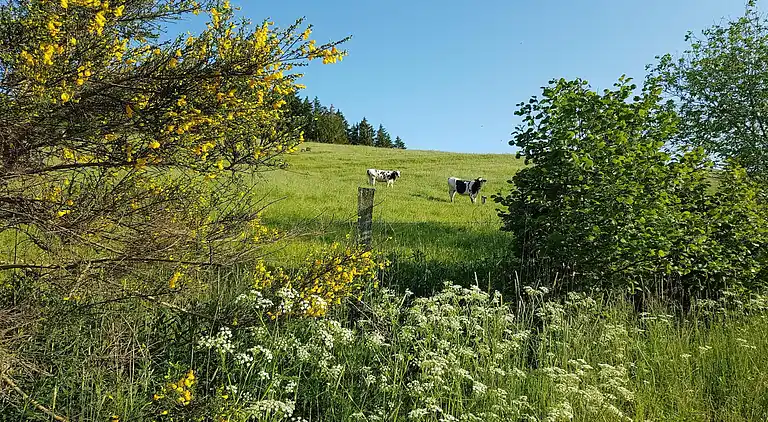 Holiday home in Manderfeld