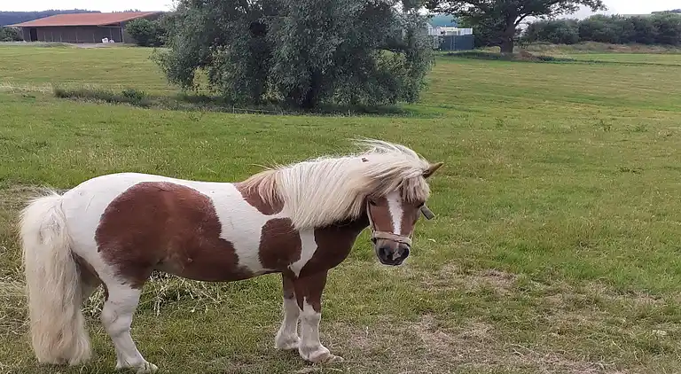 Ferielejlighed i Friedrichsfeld