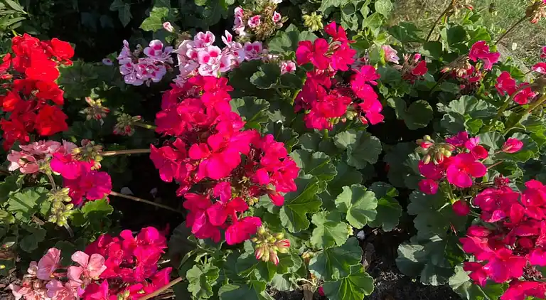 Farm house in Haarlo