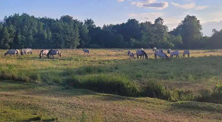 Charmerende sommerhus i Marielyst lyst tæt på strand & skov