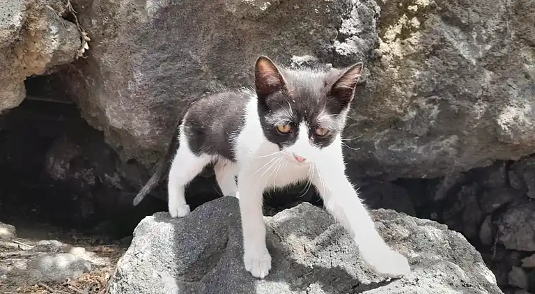 Bed & Breakfast en Nicolosi