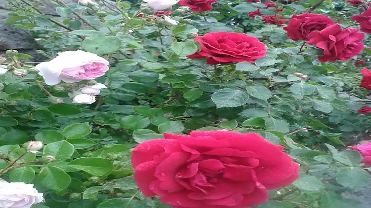 Apartment in Lichtenhain