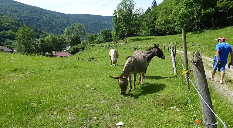 Ferielejlighed i Brandenberg