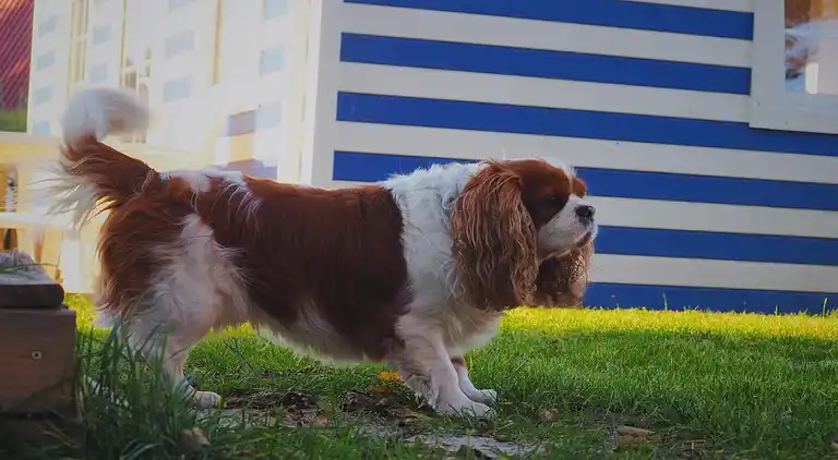 Sommerhus i Kopalino