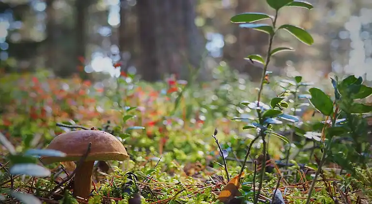 Sommerhus i Kopalino