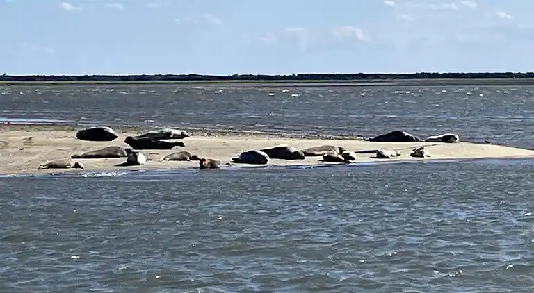 Malerisches Ferienhaus auf Fanø am meer