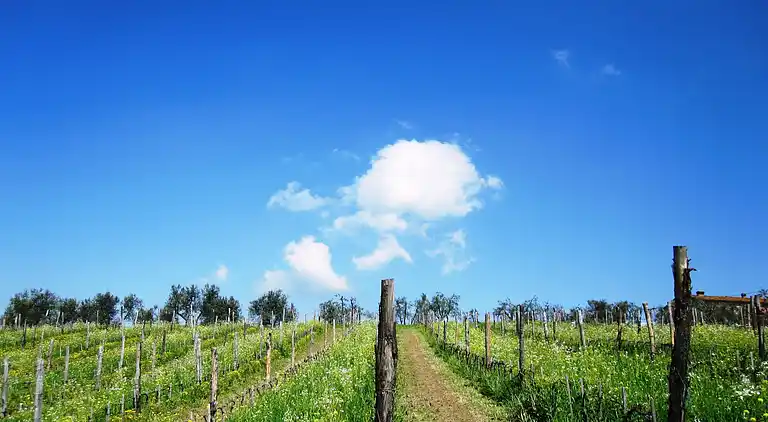 Feriebolig i Capraia e Limite